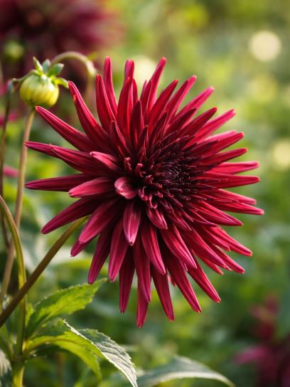 Dahlia "Black Narcissus"