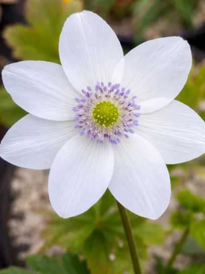 Anemone leveillei