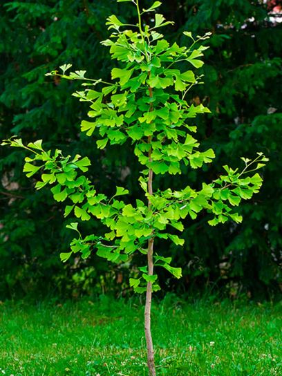 Ginkgo « Eifel » conteneur (C3.4)