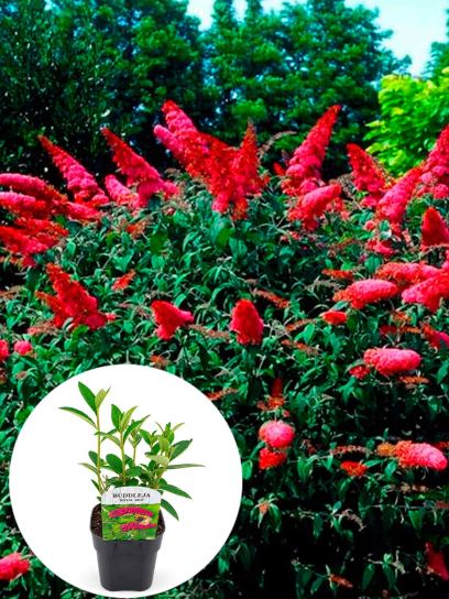 Buddleja davidii "Royal Red" container (P17)