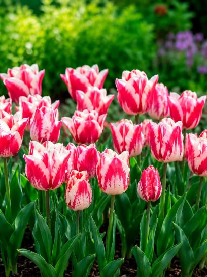 Tulipa "Spryng Rembrandt"