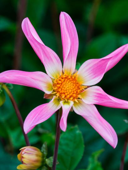 Dahlia "Honka Roze"