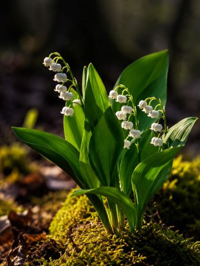 Convallaria majalis "Bridal Choice"