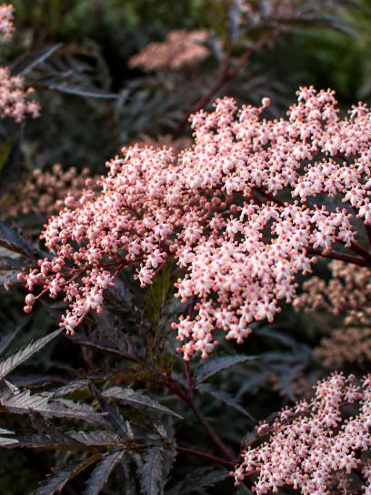 Elderberry ‘Black Lace’