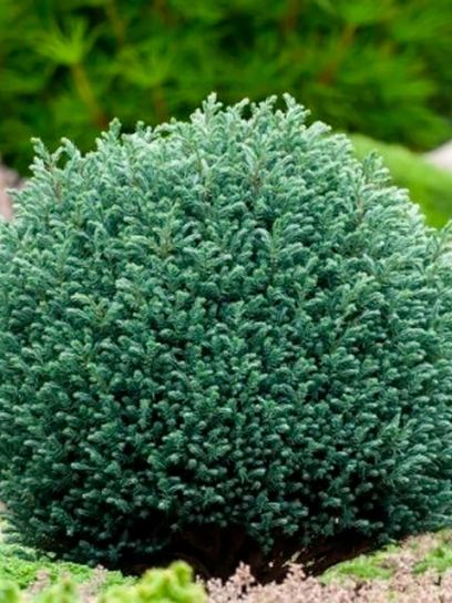 Sawara Cypress ‘Blue Moon’ container (P17)