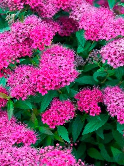 Spirea "Anthony Waterer" container (P0.5)