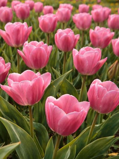 Tulipa "Aafke"