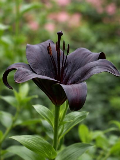Lilium "Nightrider"