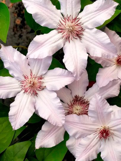 Clematis ◊Snow Queen” container (P14)
