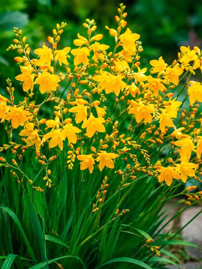 Crocosmia "George Davidson"
