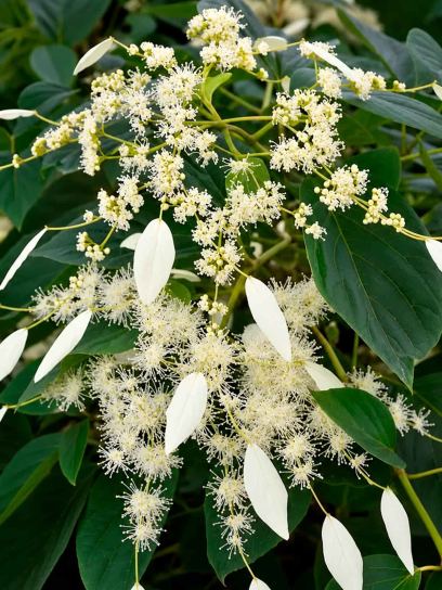 Japanese Hydrangea Vine "Windmills" container (C3)