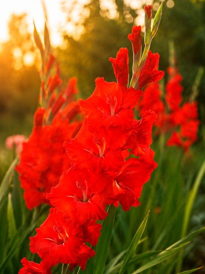 Gladiolus "Chinon"