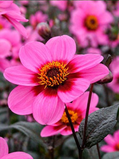 Dahlia "Happy Single Wink"