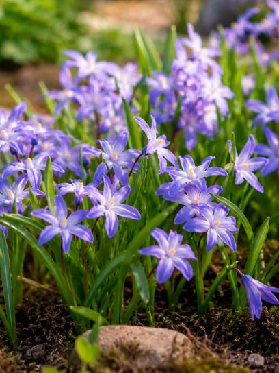 Chionodoxa luciliae "Violet Beauty"