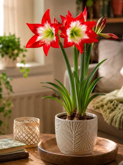 Hippeastrum "Très Chic"