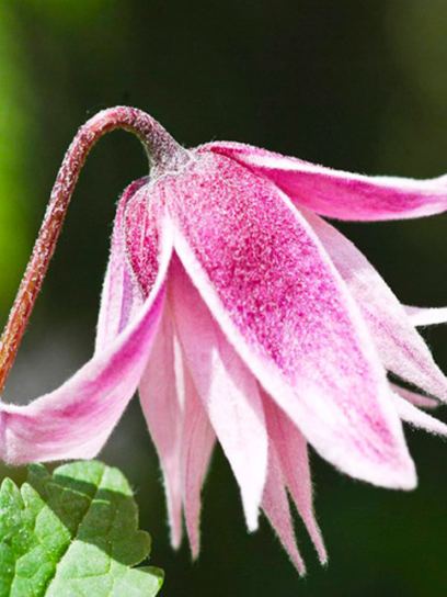 Clematis "Pink Flamingo" contentor (C2)