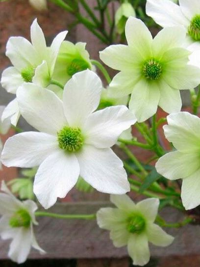 Clematide "Early Sensation" contenitore (C2)