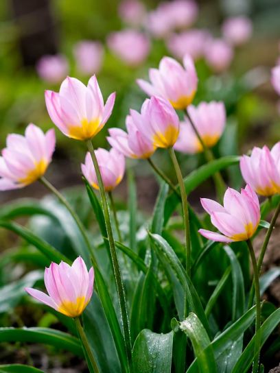 Tulipa bakeri "Lilac Wonder"