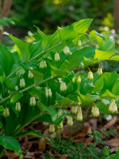 Polygonatum commutatum