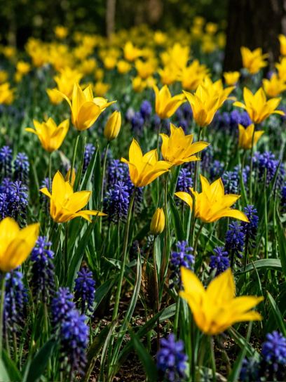 Tulipa sylvestris met Muscari latifolium