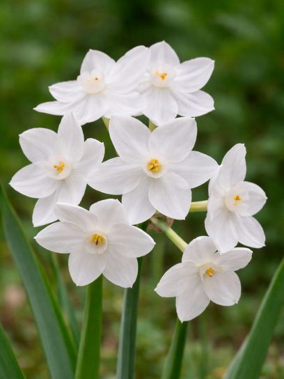 Narcissus "Paperwhite Ziva"