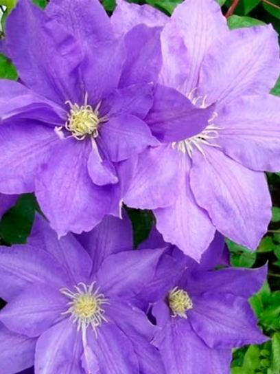 Clematis "H.F.Young" Container (C2)