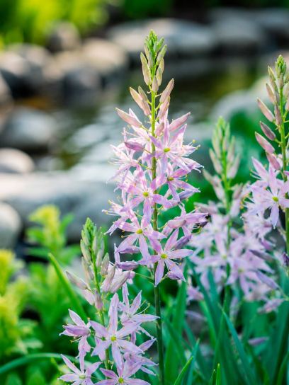 Camassia leichtlinii "Aurora"