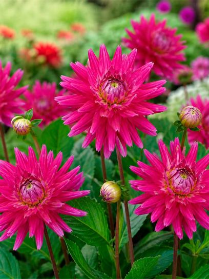 Dahlia "Karma Purple Corona"