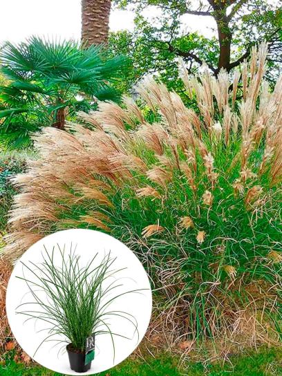 Miscanthus sinensis "Gracillimus" container (Р17)