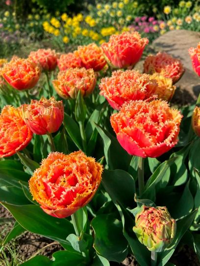Tulp "Brisbane"