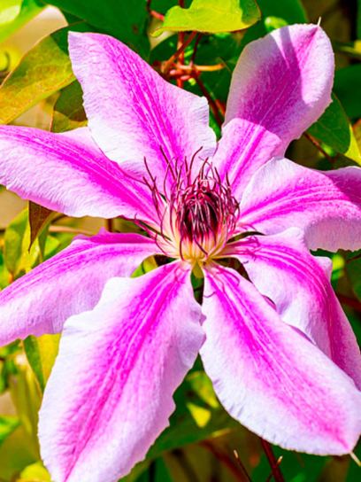 Clematis "Girenas" contentor (C2)