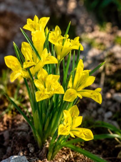 Iris danfordiae