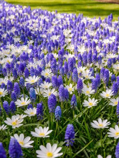 Anemone "White Splendour" & Muscari "Blue Magic"