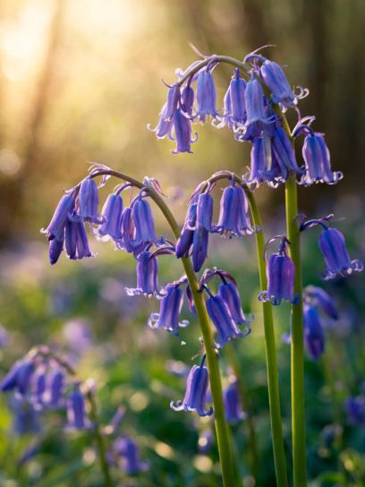Hyacinthoides non-scripta