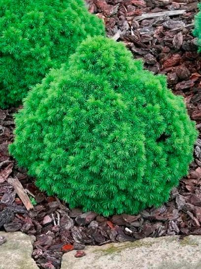 Spruce "Alberta Globe" container (C3)