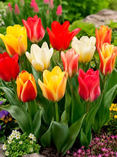 Tulipa Fosteriana mix