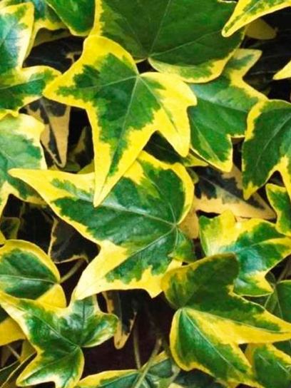 Ivy "Goldchild" container (P0.5)