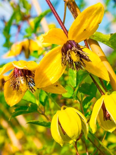 Clematis "Golden Harvest" container (C2)