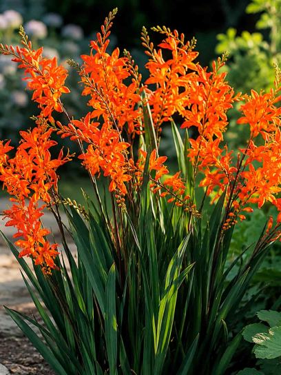 Crocosmia masoniorum