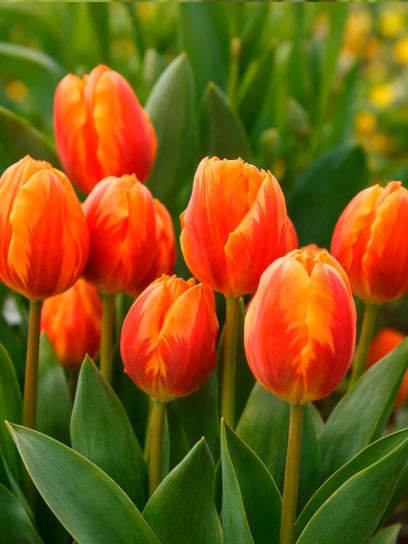 Tulipa "Prinses Irene"