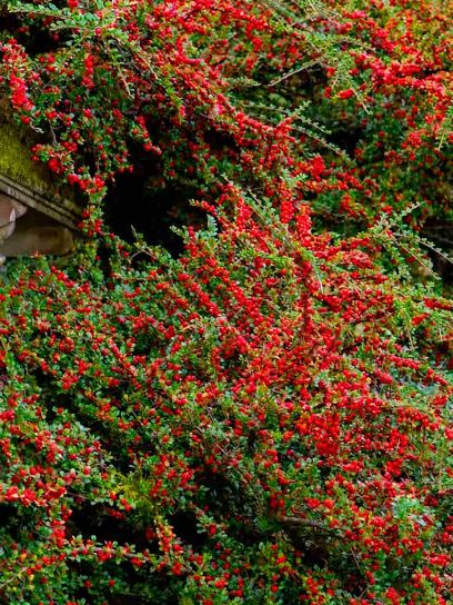 Cotoneaster "Coral Beauty" container (P0.5)