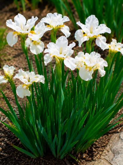 Iris sibirica "Not Quite White"