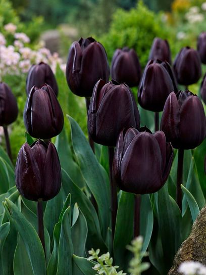 Tulipa "Nightmare"