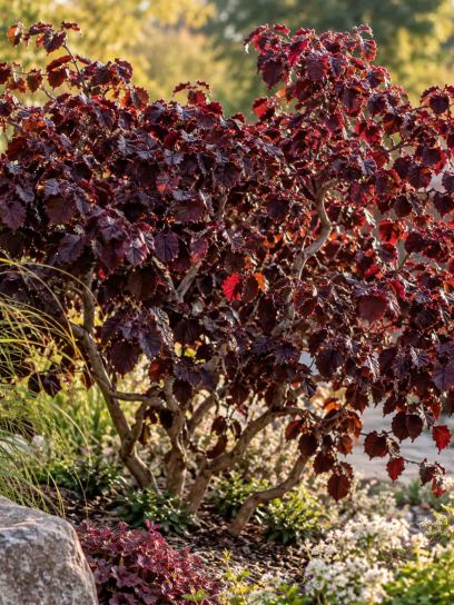 Nocciolo ‘Red Majestic’