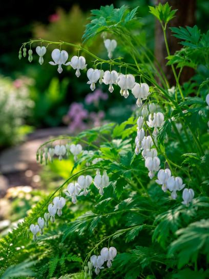 Dicentra spectabilis "Alba"