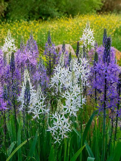 Camassia -Hybrids-