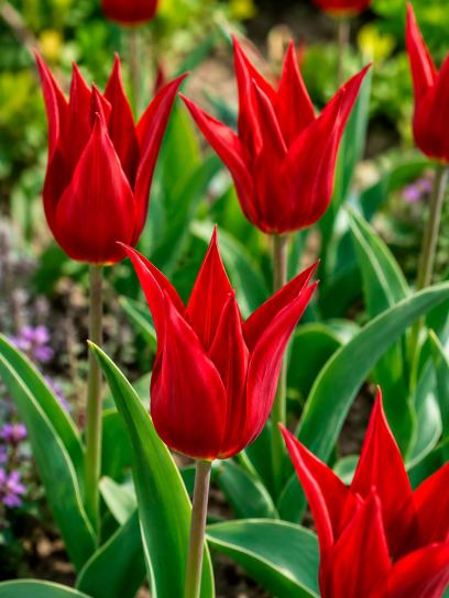 Tulipa "Liz de Velours"