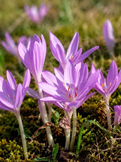 Colchicum byzantinum