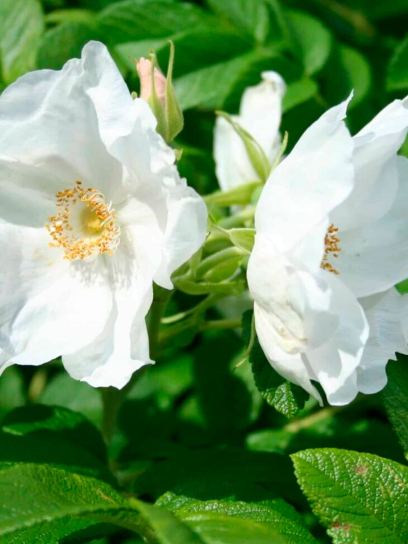 Rosa "Rugosa Alba" contentor (C3)