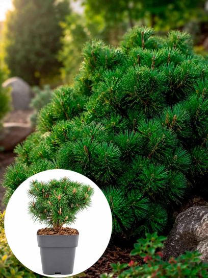 Pinus mugo "Mops" container (P19)